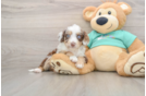 Happy Mini Aussiedoodle Baby