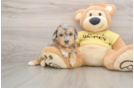 Hypoallergenic Aussiepoo Poodle Mix Puppy