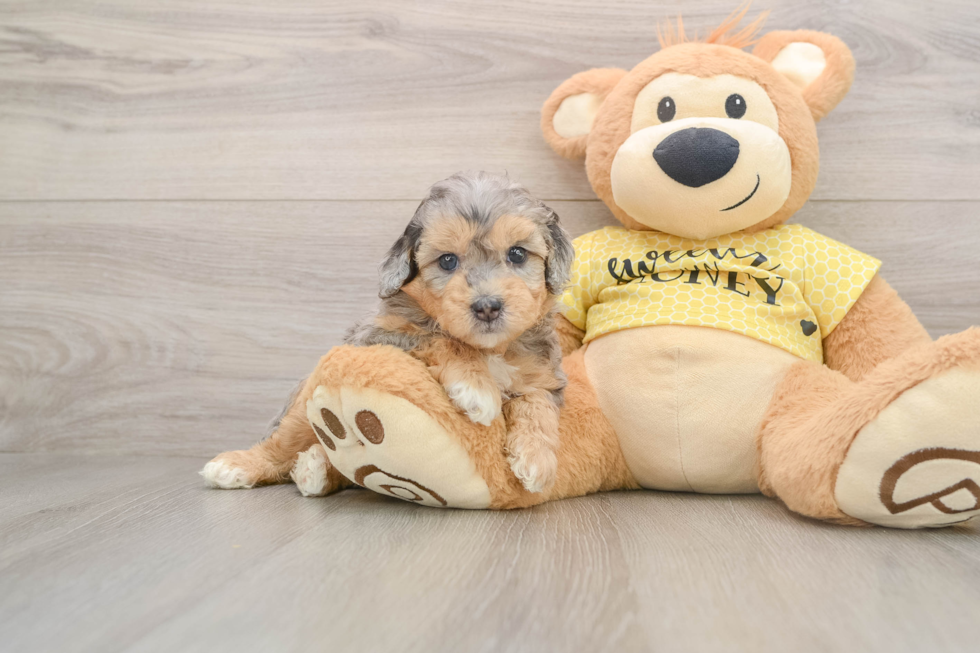 Hypoallergenic Aussiepoo Poodle Mix Puppy