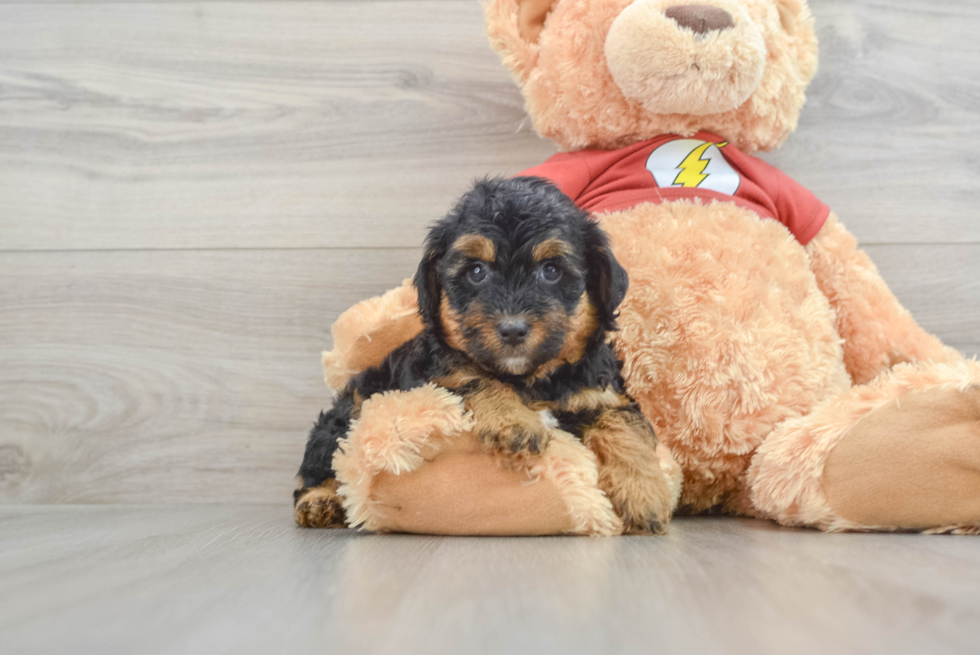 Energetic Aussie Poo Poodle Mix Puppy