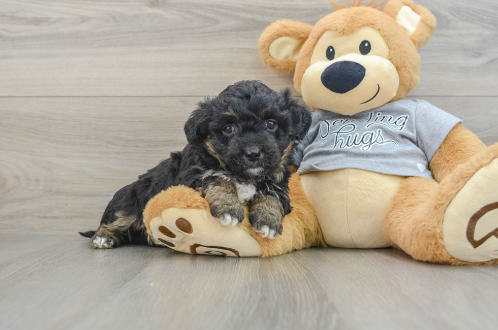 5 week old Mini Aussiedoodle Puppy For Sale - Seaside Pups