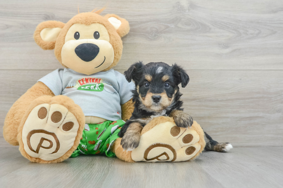 6 week old Mini Aussiedoodle Puppy For Sale - Seaside Pups