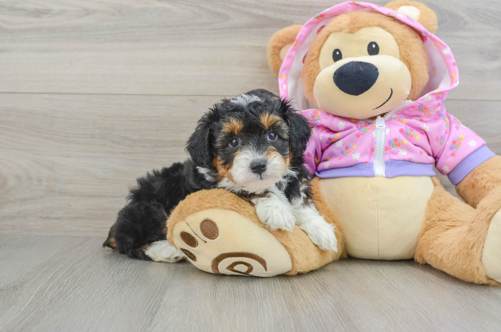 6 week old Mini Aussiedoodle Puppy For Sale - Seaside Pups