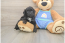 Mini Aussiedoodle Pup Being Cute