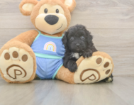 7 week old Mini Aussiedoodle Puppy For Sale - Seaside Pups