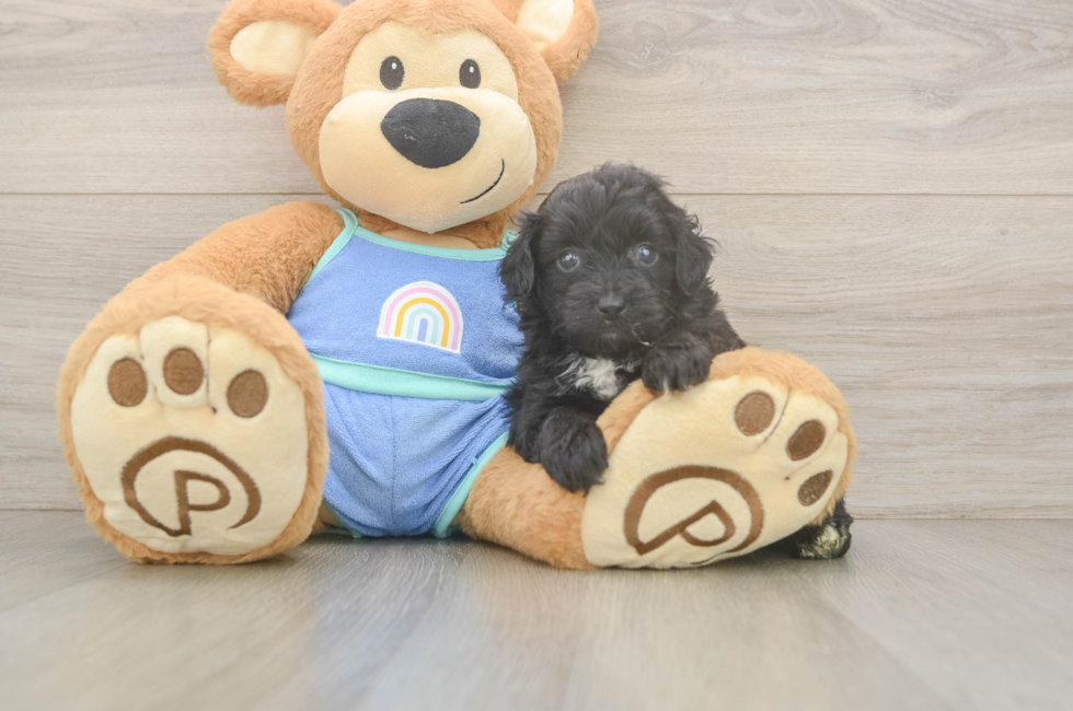5 week old Mini Aussiedoodle Puppy For Sale - Seaside Pups
