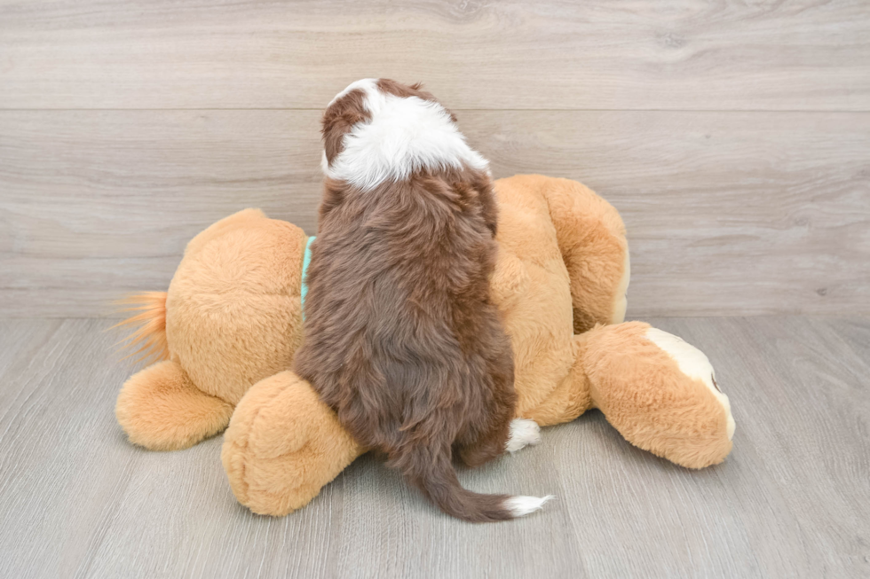 Small Mini Aussiedoodle Baby