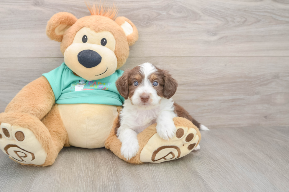Mini Aussiedoodle Puppy for Adoption