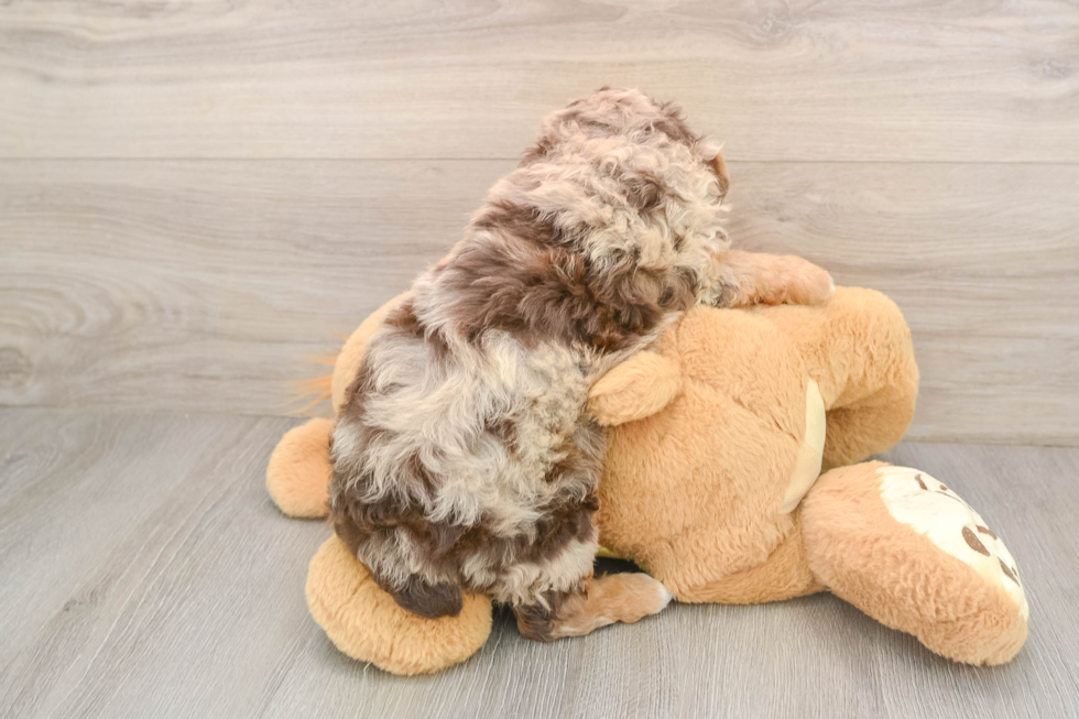 Popular Mini Aussiedoodle Poodle Mix Pup