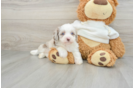 Happy Mini Aussiedoodle Baby