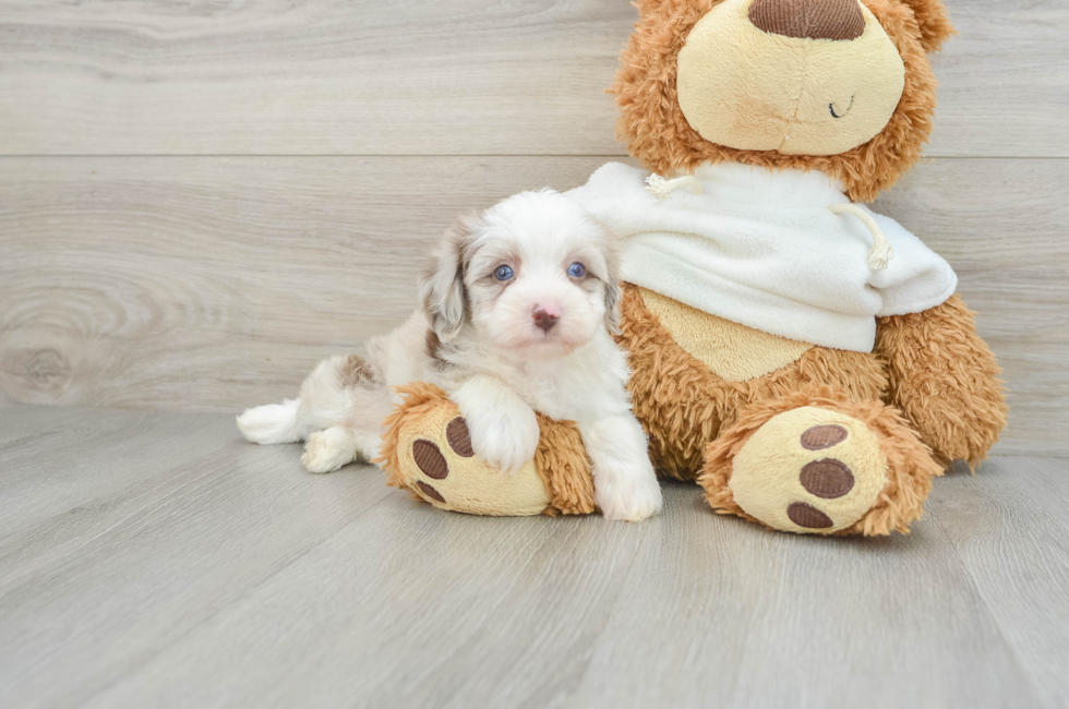 6 week old Mini Aussiedoodle Puppy For Sale - Seaside Pups