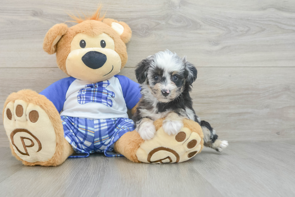 Best Mini Aussiedoodle Baby