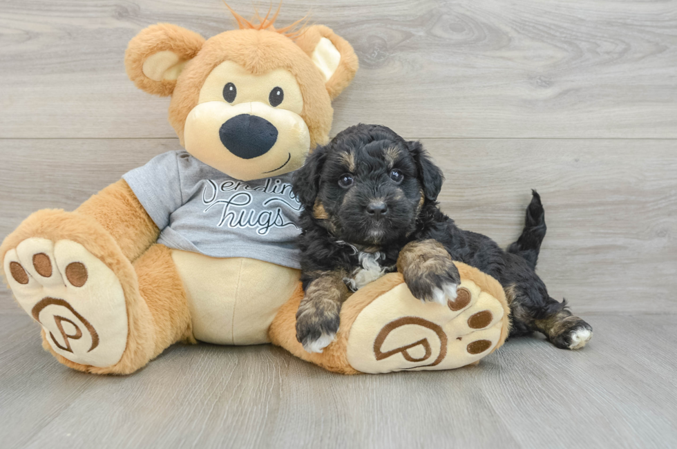 5 week old Mini Aussiedoodle Puppy For Sale - Seaside Pups