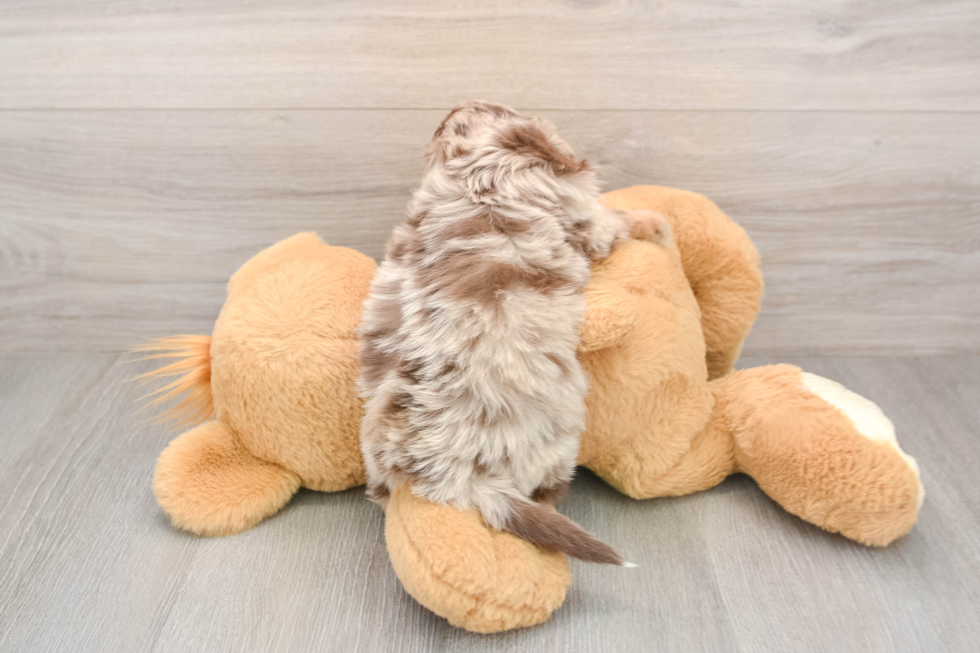 Best Mini Aussiedoodle Baby