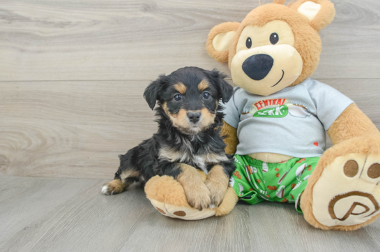 Playful Mini Aussiepoodle Poodle Mix Puppy