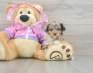 7 week old Mini Aussiedoodle Puppy For Sale - Seaside Pups