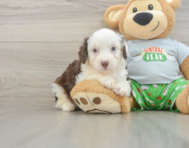 7 week old Mini Aussiedoodle Puppy For Sale - Seaside Pups