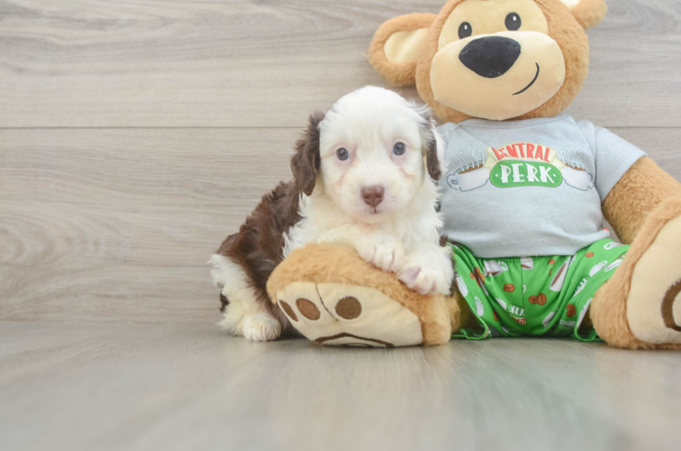 6 week old Mini Aussiedoodle Puppy For Sale - Seaside Pups