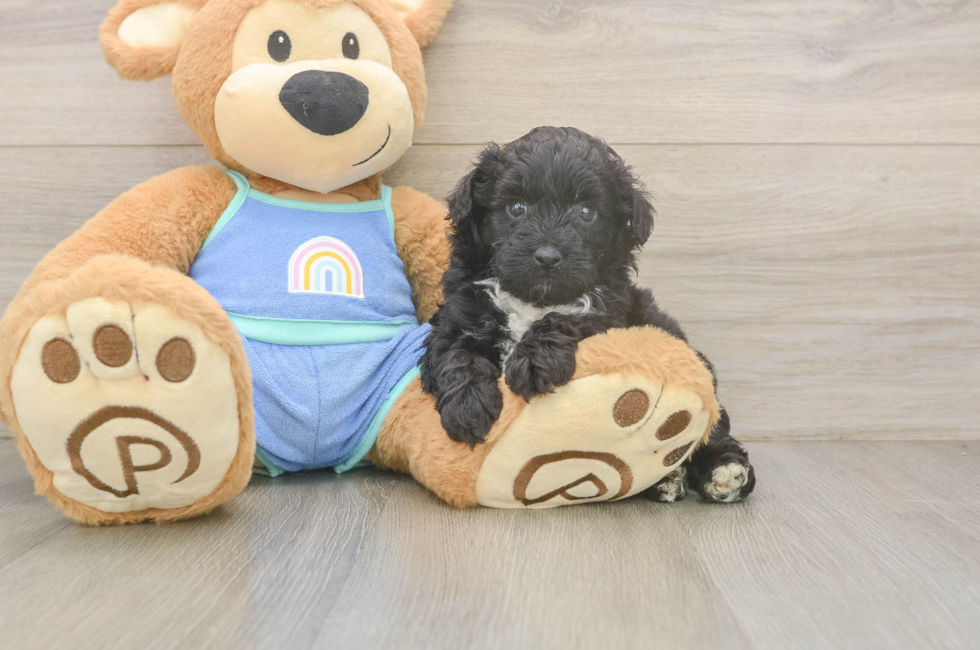 5 week old Mini Aussiedoodle Puppy For Sale - Seaside Pups