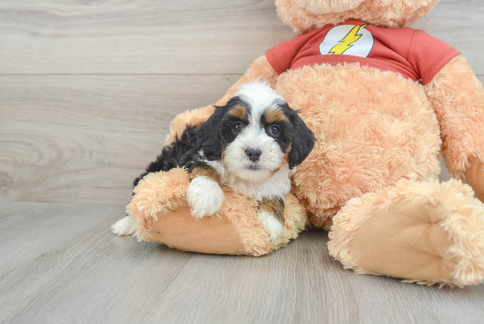 Cute Mini Aussiedoodle Baby