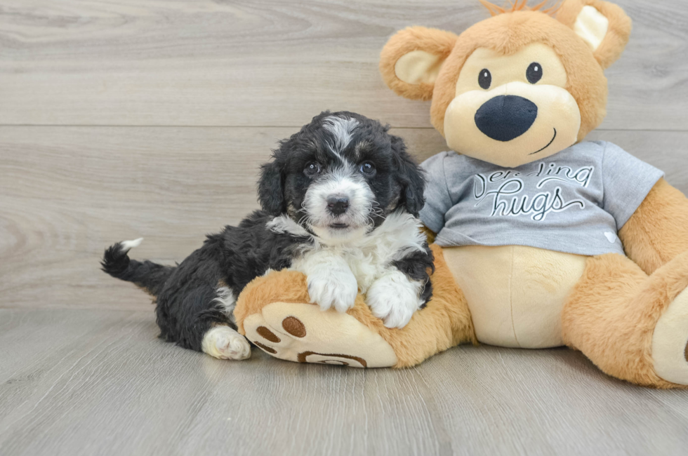 5 week old Mini Aussiedoodle Puppy For Sale - Seaside Pups