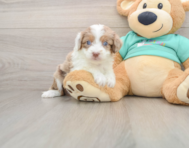 7 week old Mini Aussiedoodle Puppy For Sale - Seaside Pups