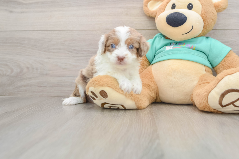 Smart Mini Aussiedoodle Poodle Mix Pup