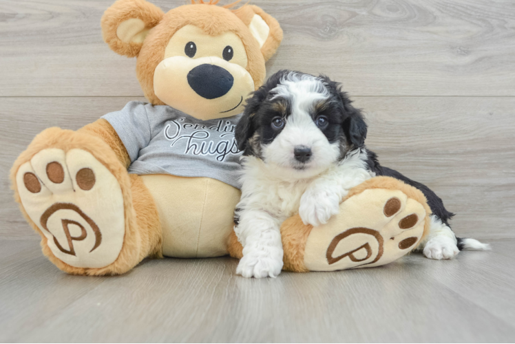 Best Mini Aussiedoodle Baby