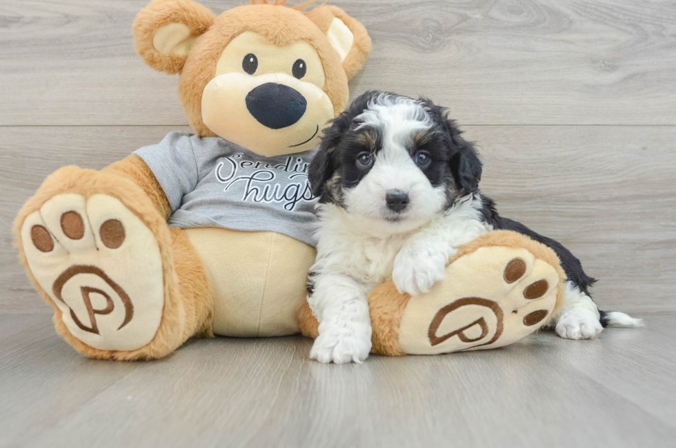 5 week old Mini Aussiedoodle Puppy For Sale - Seaside Pups