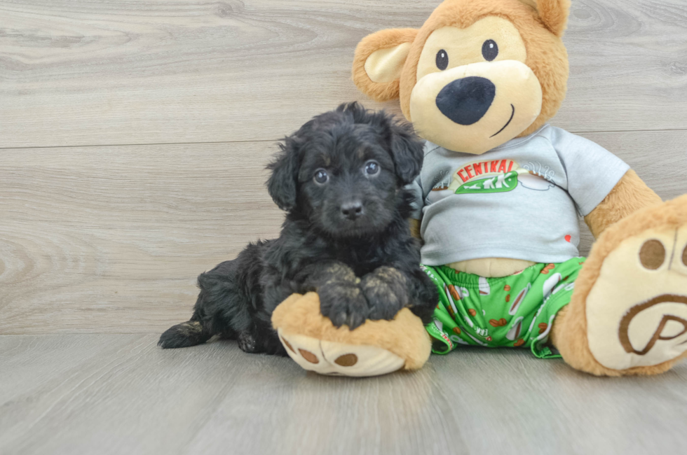 6 week old Mini Aussiedoodle Puppy For Sale - Seaside Pups