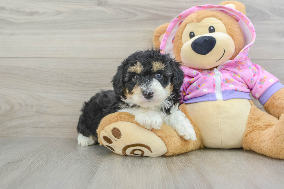 6 week old Mini Aussiedoodle Puppy For Sale - Seaside Pups