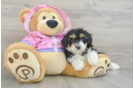 Mini Aussiedoodle Puppy for Adoption