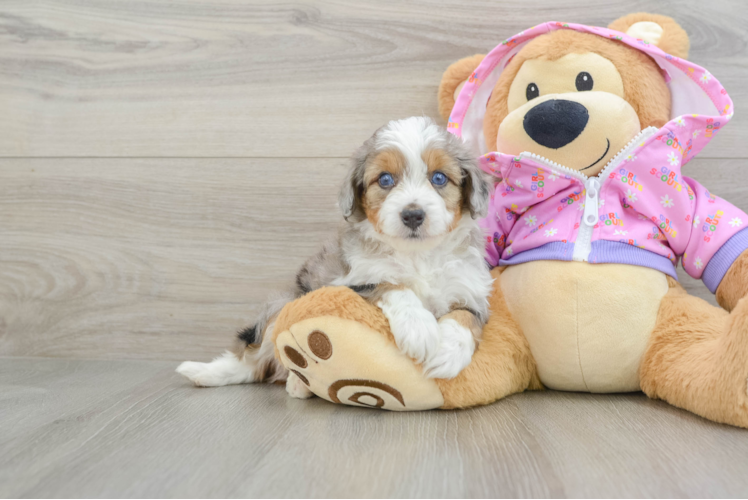 Hypoallergenic Aussiepoo Poodle Mix Puppy
