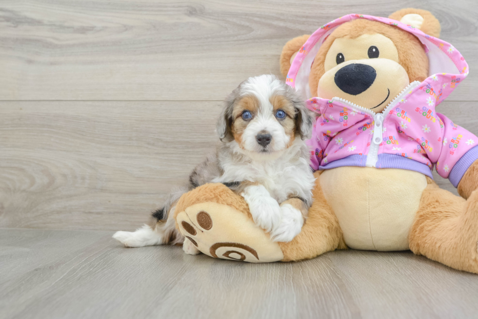 Hypoallergenic Aussiepoo Poodle Mix Puppy