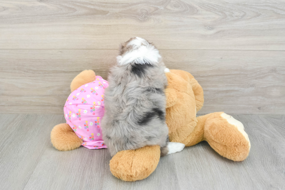 Best Mini Aussiedoodle Baby