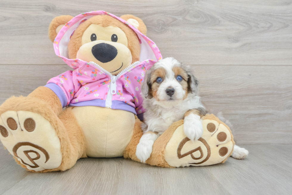Cute Mini Aussiedoodle Baby