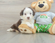 7 week old Mini Aussiedoodle Puppy For Sale - Seaside Pups