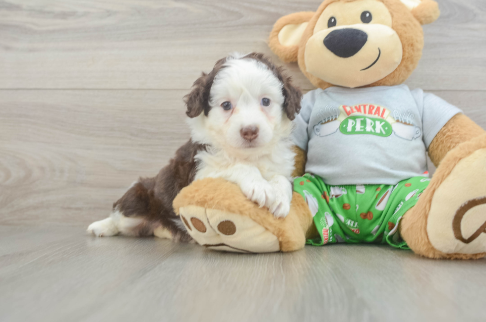 6 week old Mini Aussiedoodle Puppy For Sale - Seaside Pups