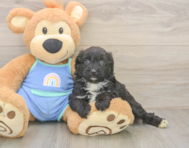 6 week old Mini Aussiedoodle Puppy For Sale - Seaside Pups