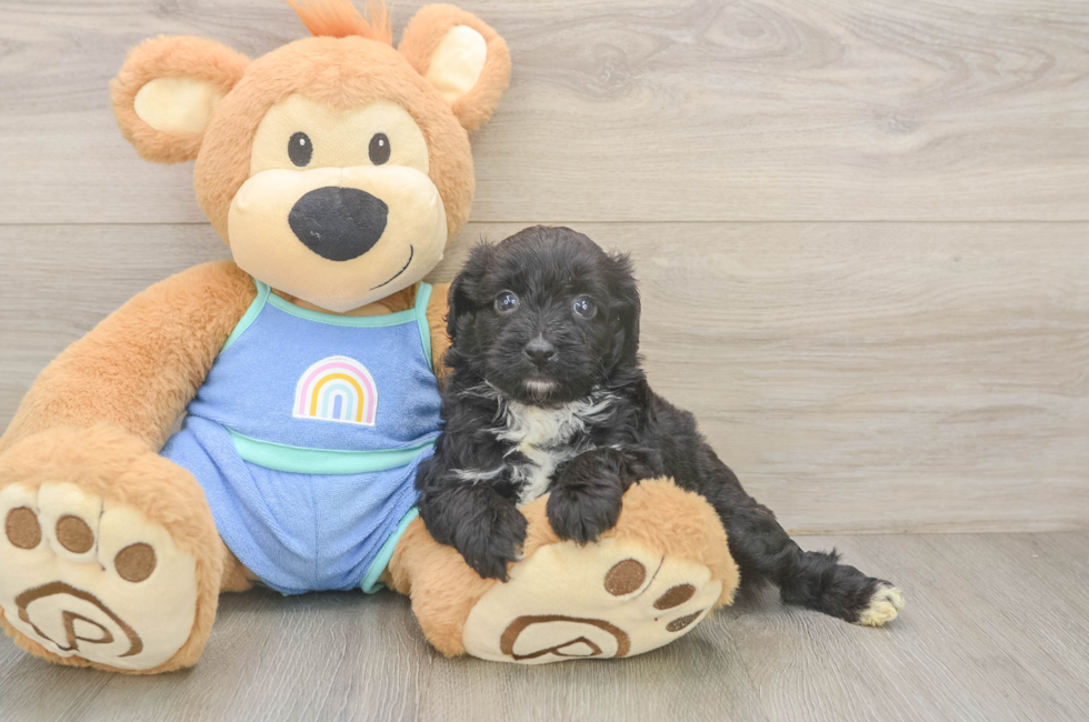 5 week old Mini Aussiedoodle Puppy For Sale - Seaside Pups