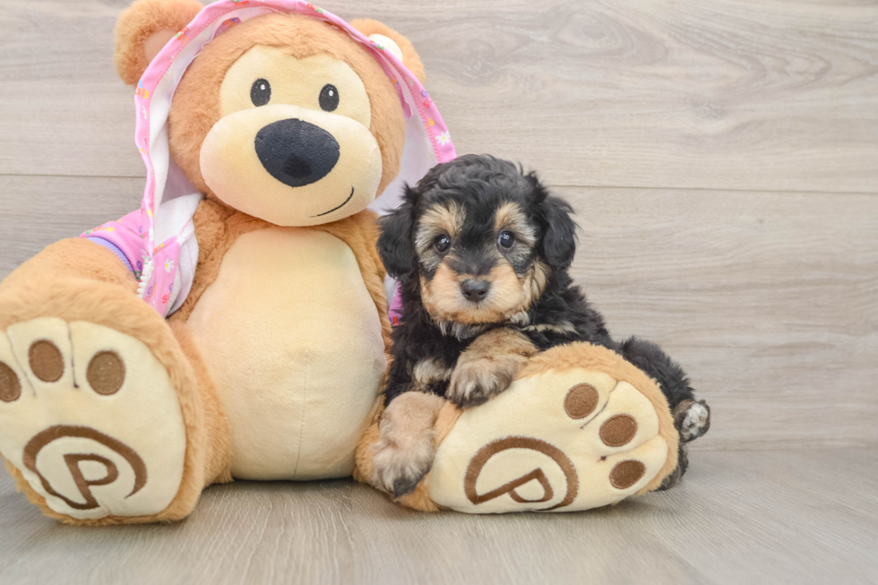 Mini Aussiedoodle Pup Being Cute