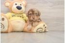 Mini Aussiedoodle Pup Being Cute