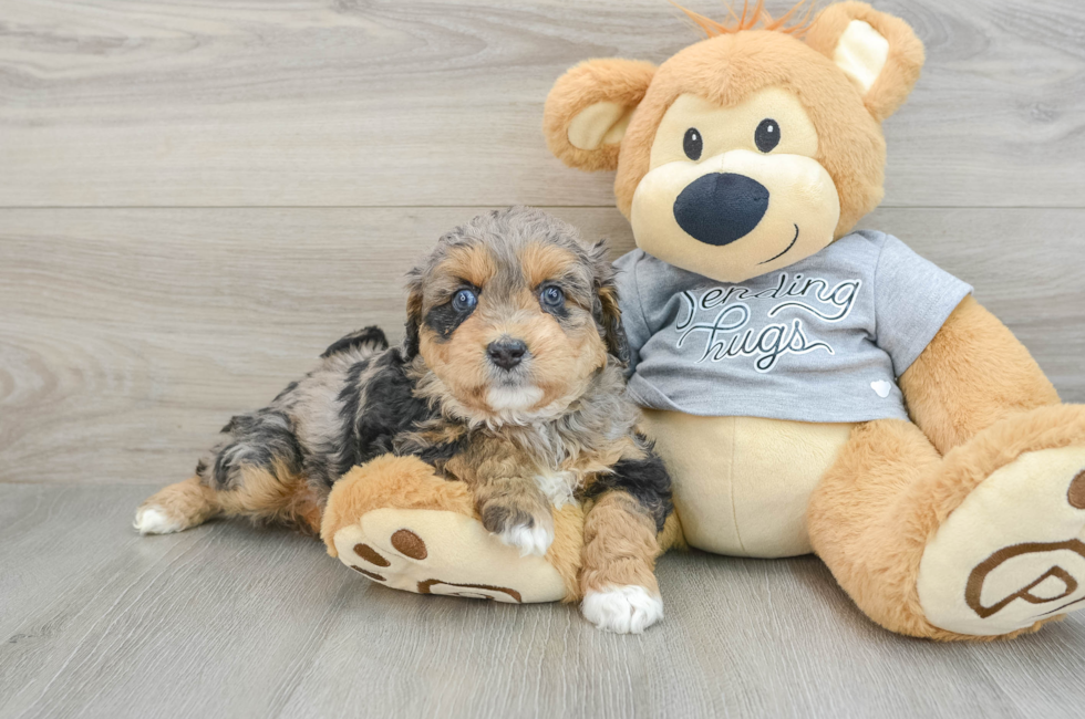 5 week old Mini Aussiedoodle Puppy For Sale - Seaside Pups