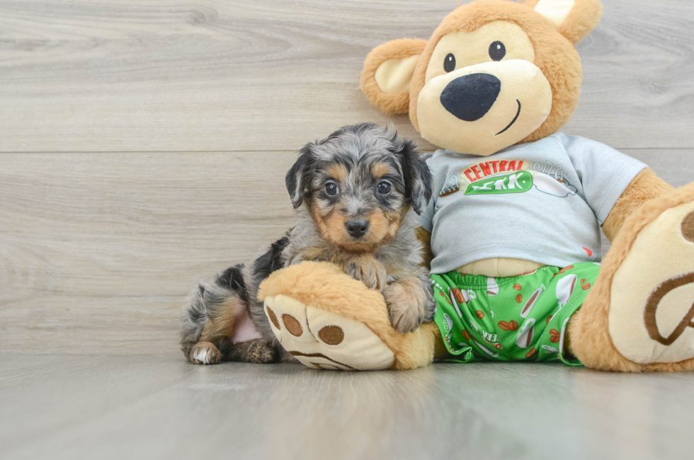 6 week old Mini Aussiedoodle Puppy For Sale - Seaside Pups