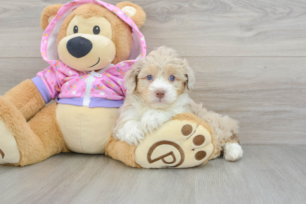 Petite Mini Aussiedoodle Poodle Mix Pup