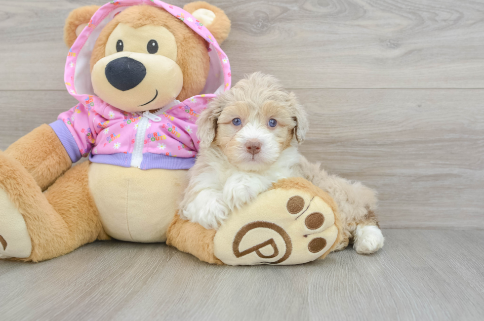 6 week old Mini Aussiedoodle Puppy For Sale - Seaside Pups