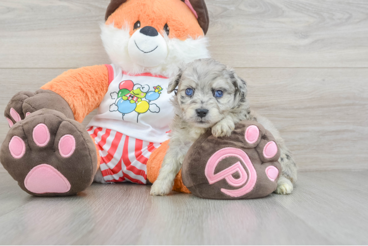 Best Mini Aussiedoodle Baby