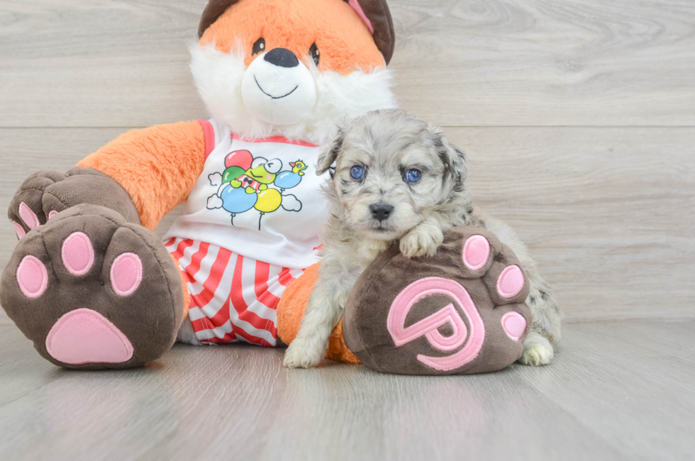 5 week old Mini Aussiedoodle Puppy For Sale - Seaside Pups