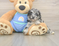 7 week old Mini Aussiedoodle Puppy For Sale - Seaside Pups