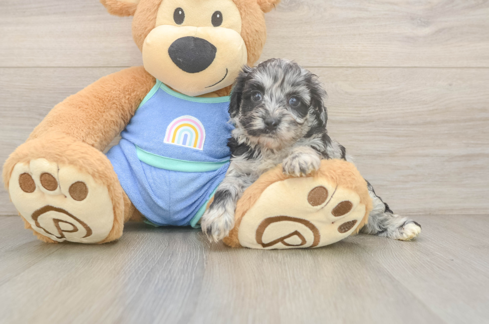 5 week old Mini Aussiedoodle Puppy For Sale - Seaside Pups